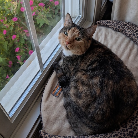 I'm a POSH AMBASSADOR! ๐ - Picture 2 of 7